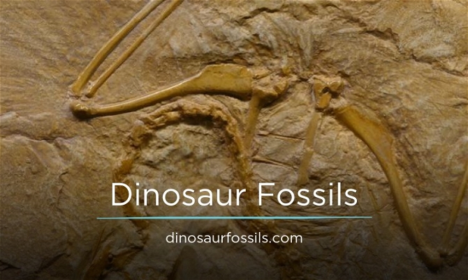 DinosaurFossils.com